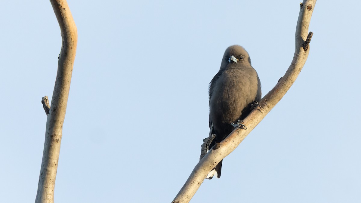 Dusky Woodswallow - ML638256228