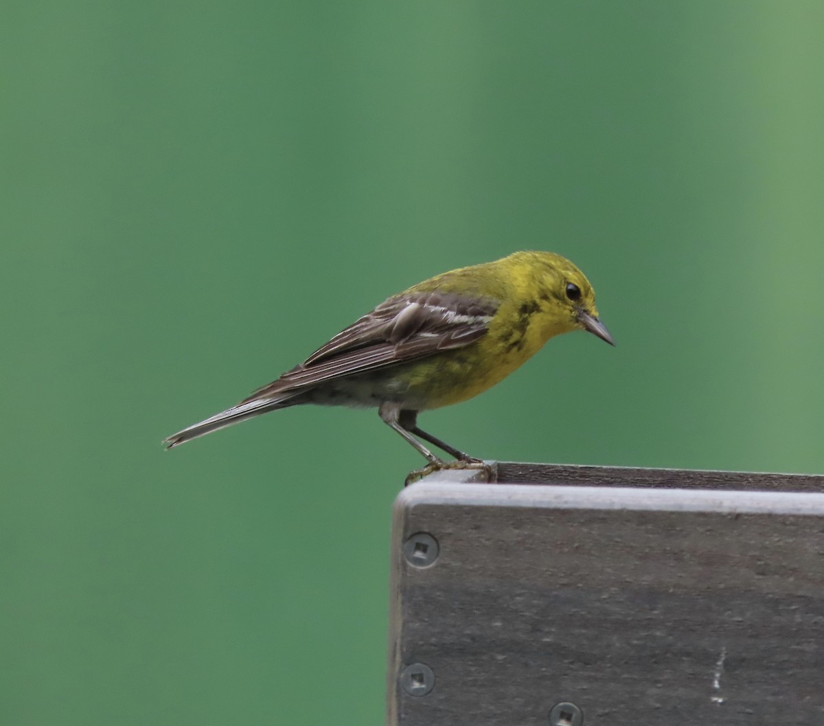 Pine Warbler - ML638256240