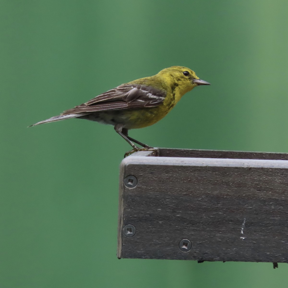 Pine Warbler - ML638256241