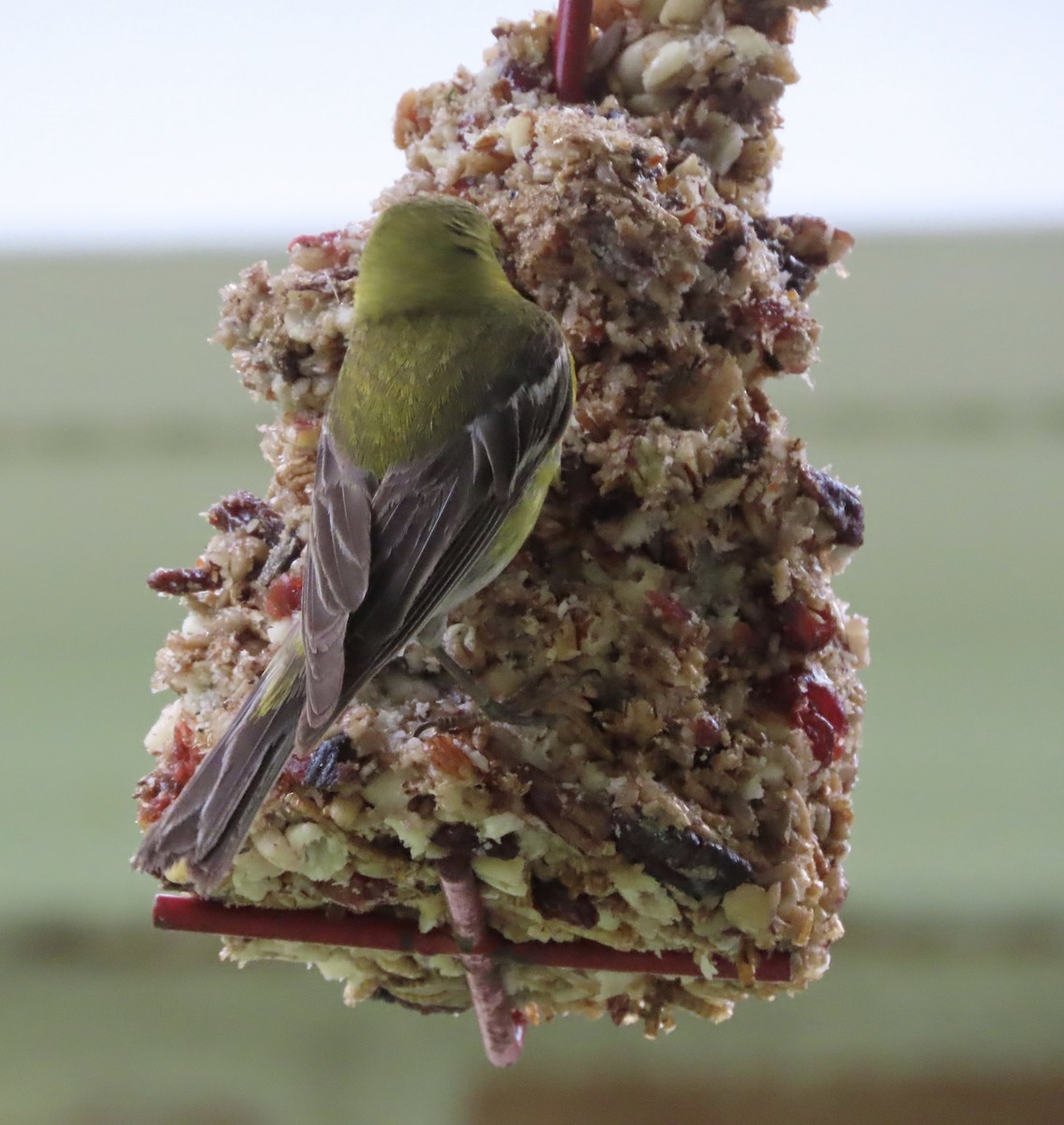 Pine Warbler - ML638256242