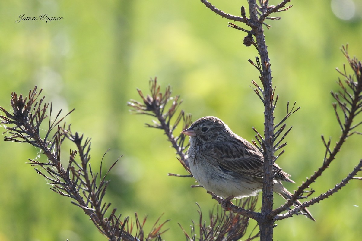 Vesper Sparrow - ML638256245