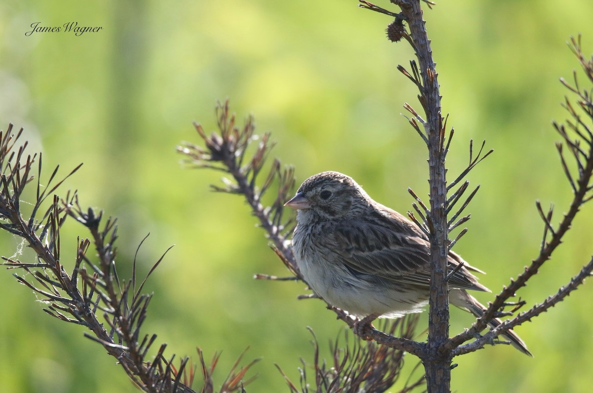 Vesper Sparrow - ML638256246