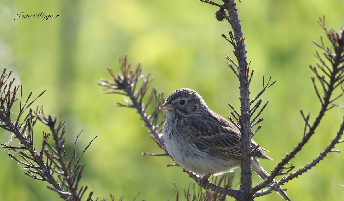 Vesper Sparrow - ML638256247