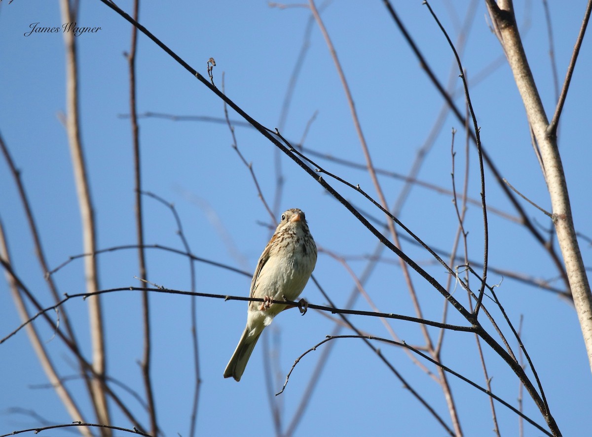Vesper Sparrow - ML638256248