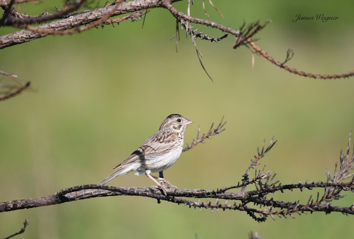 Vesper Sparrow - ML638256249