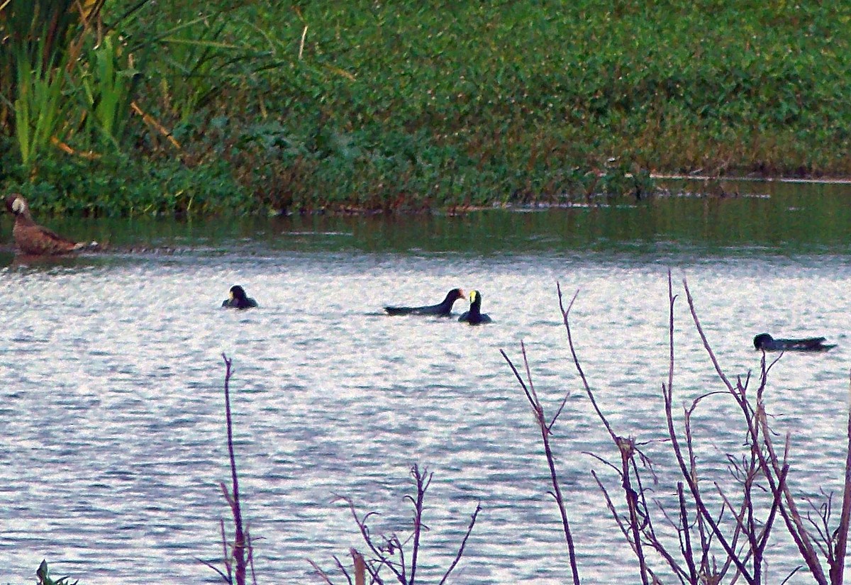 White-winged Coot - ML638256256