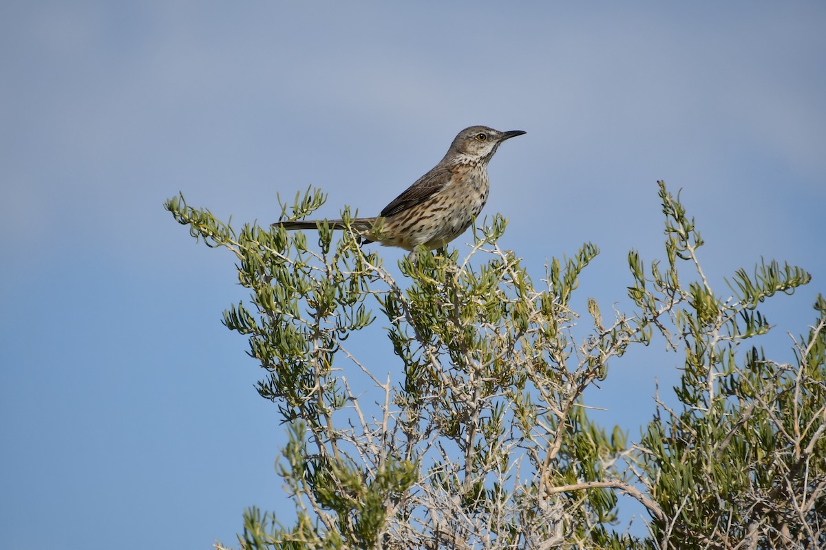 Sage Thrasher - ML638256257