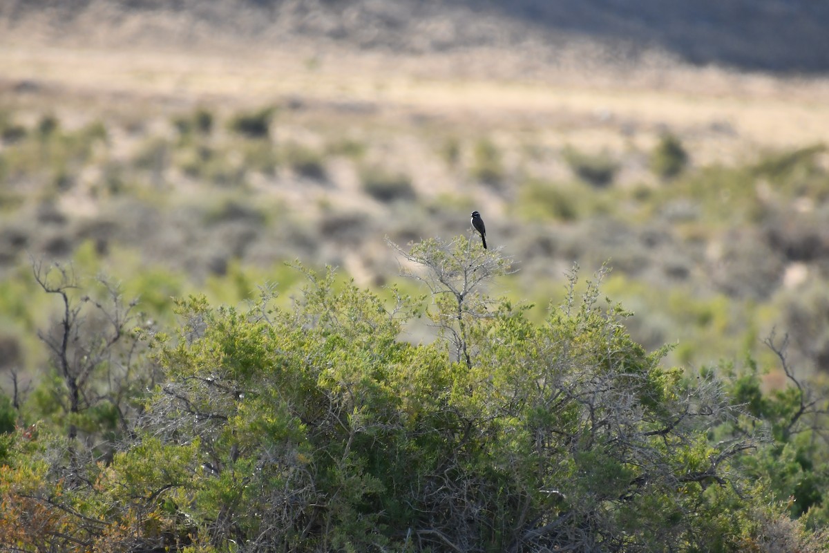 Black-throated Sparrow - ML638256262
