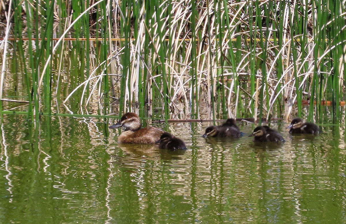 Ruddy Duck - ML638256268