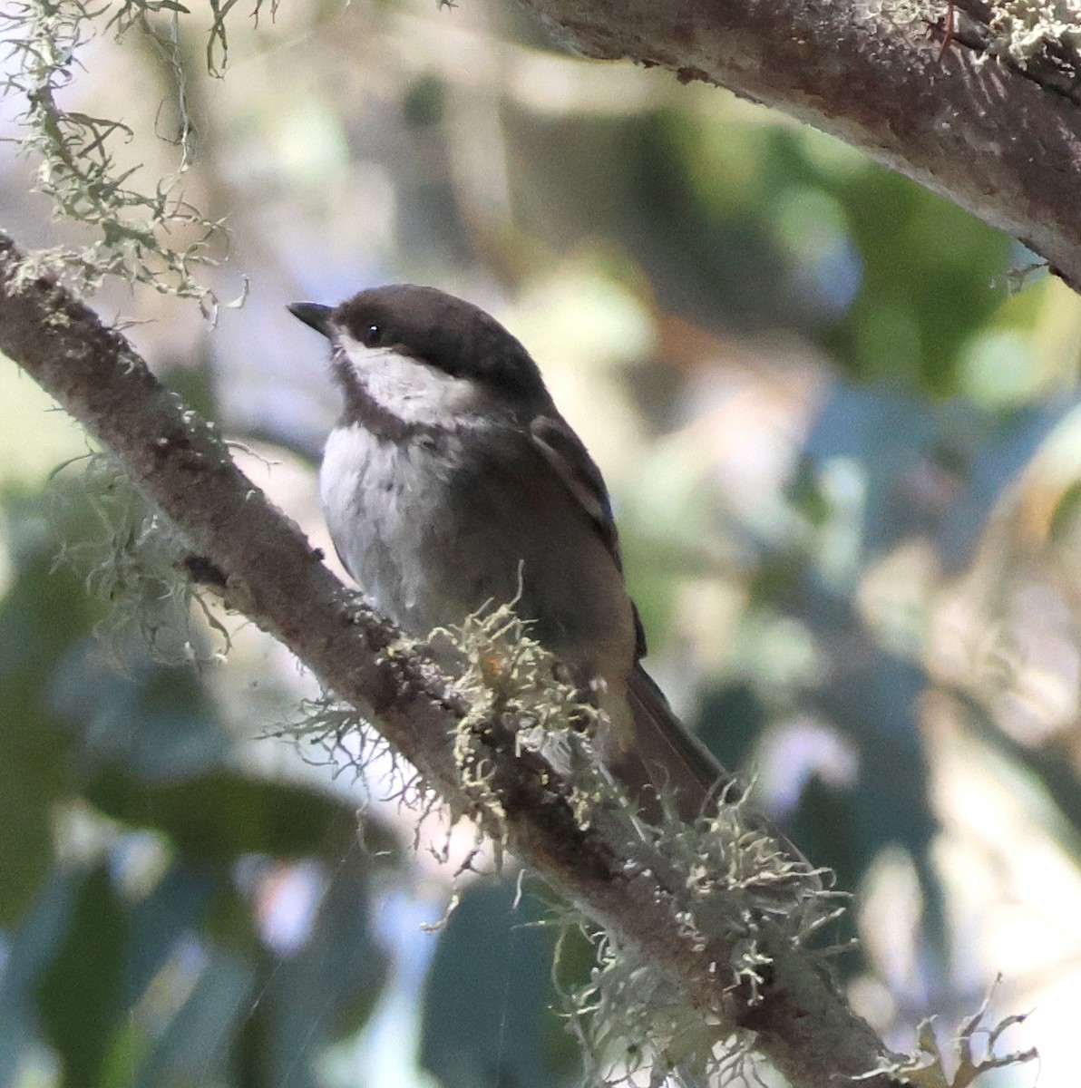 Chestnut-backed Chickadee - ML638256270