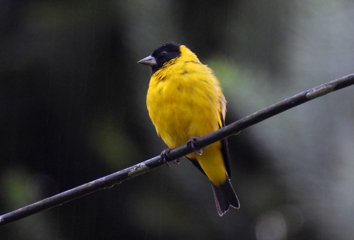 Hooded Siskin - ML638256271