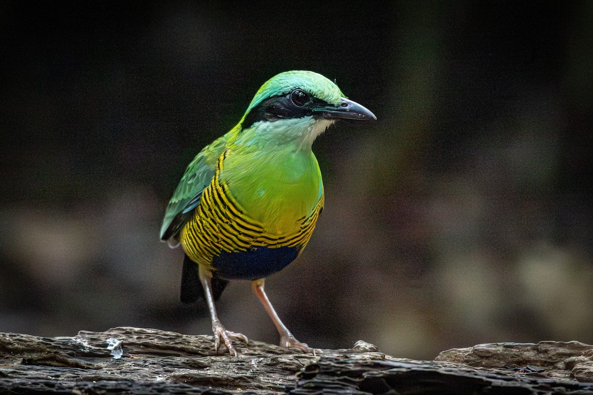 Bar-bellied Pitta - ML638256274