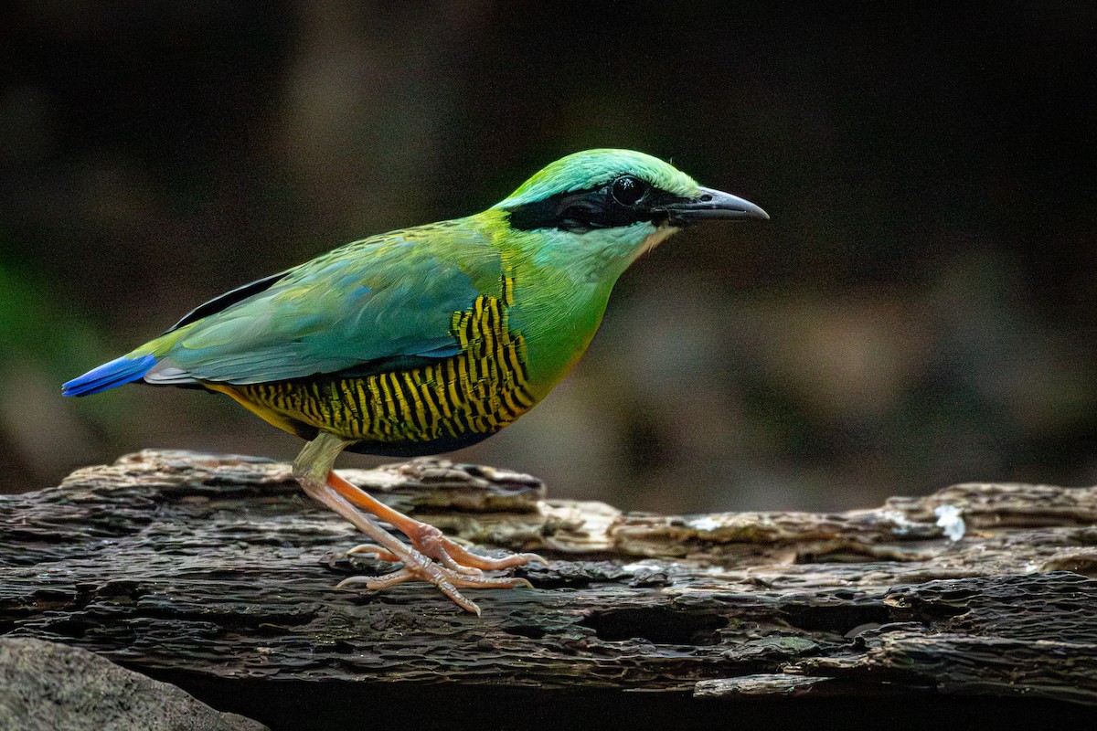 Bar-bellied Pitta - ML638256275