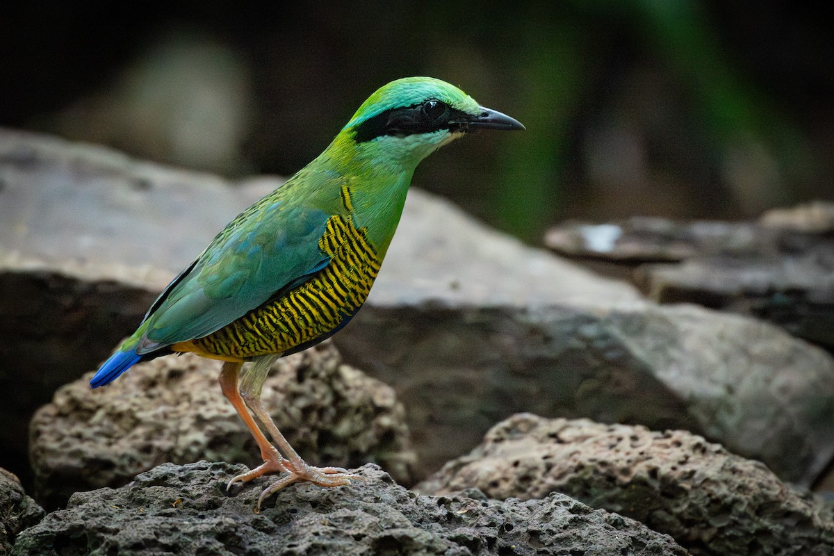 Bar-bellied Pitta - ML638256276