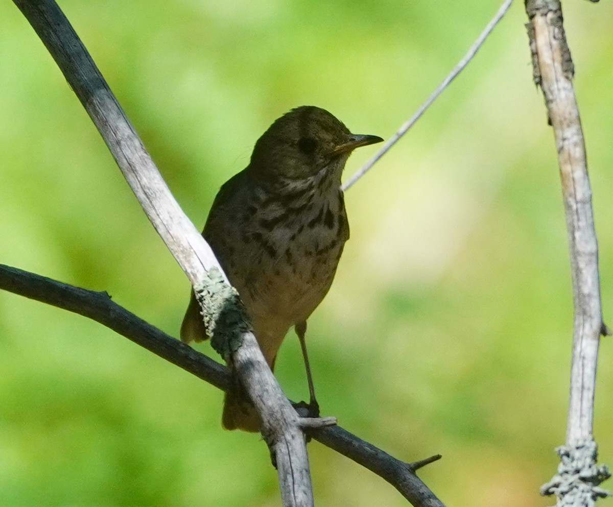 Einsiedler-Musendrossel - ML638256282