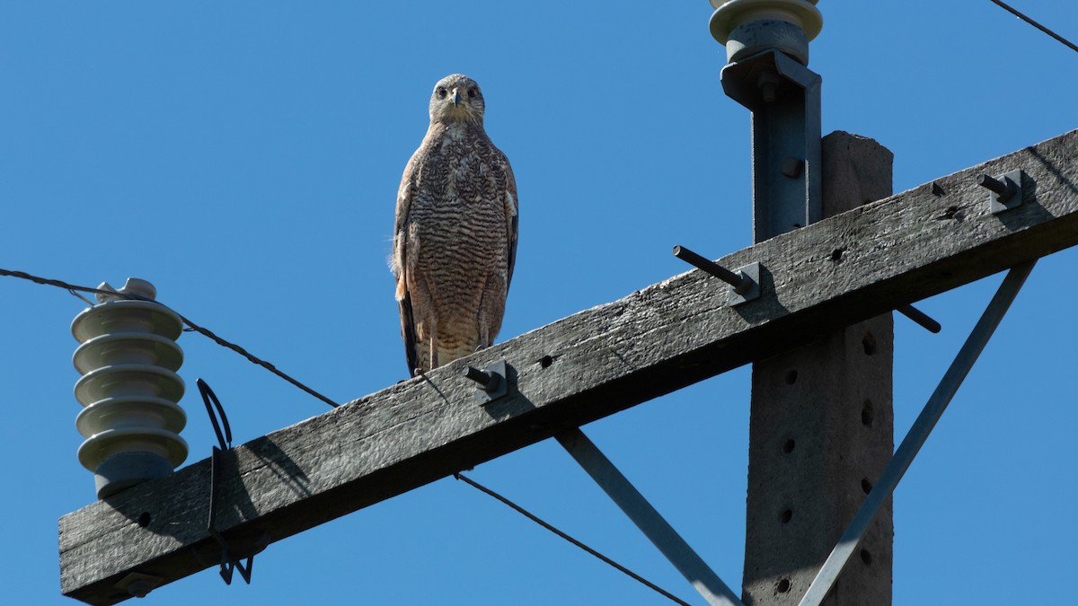 Savanna Hawk - ML638256322
