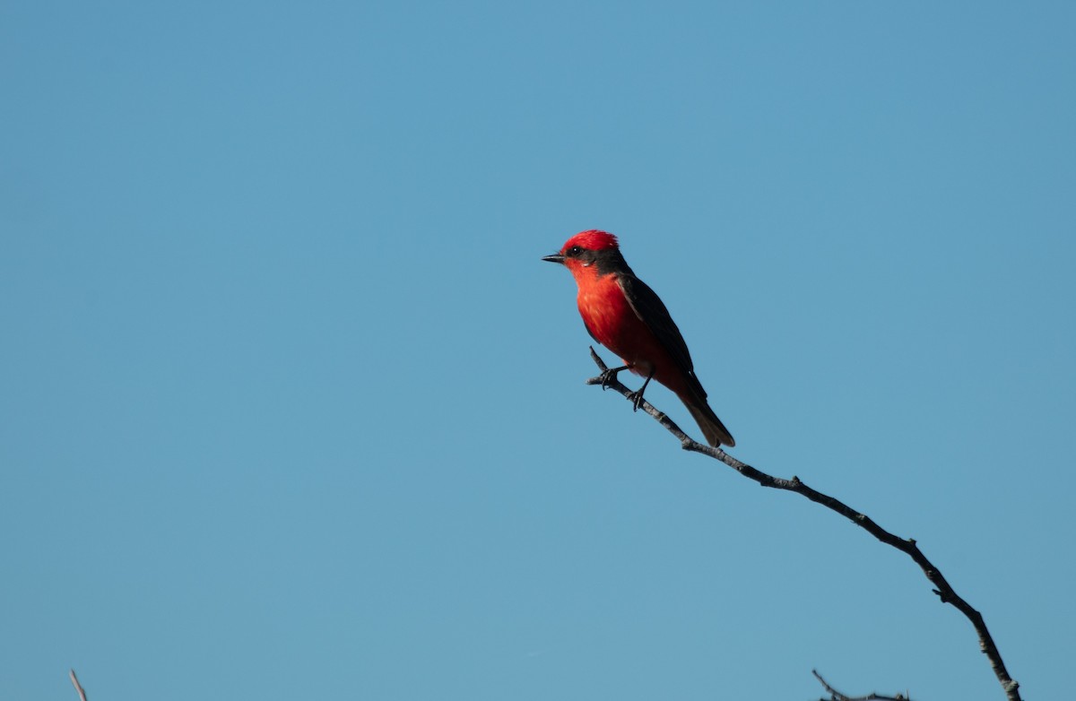 Vermilion Flycatcher - ML638256327