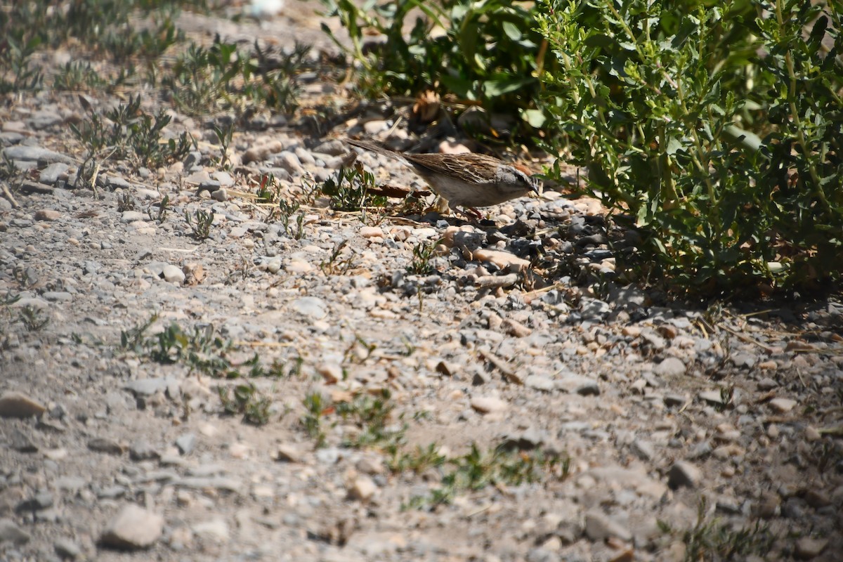 Chipping Sparrow - ML638256352