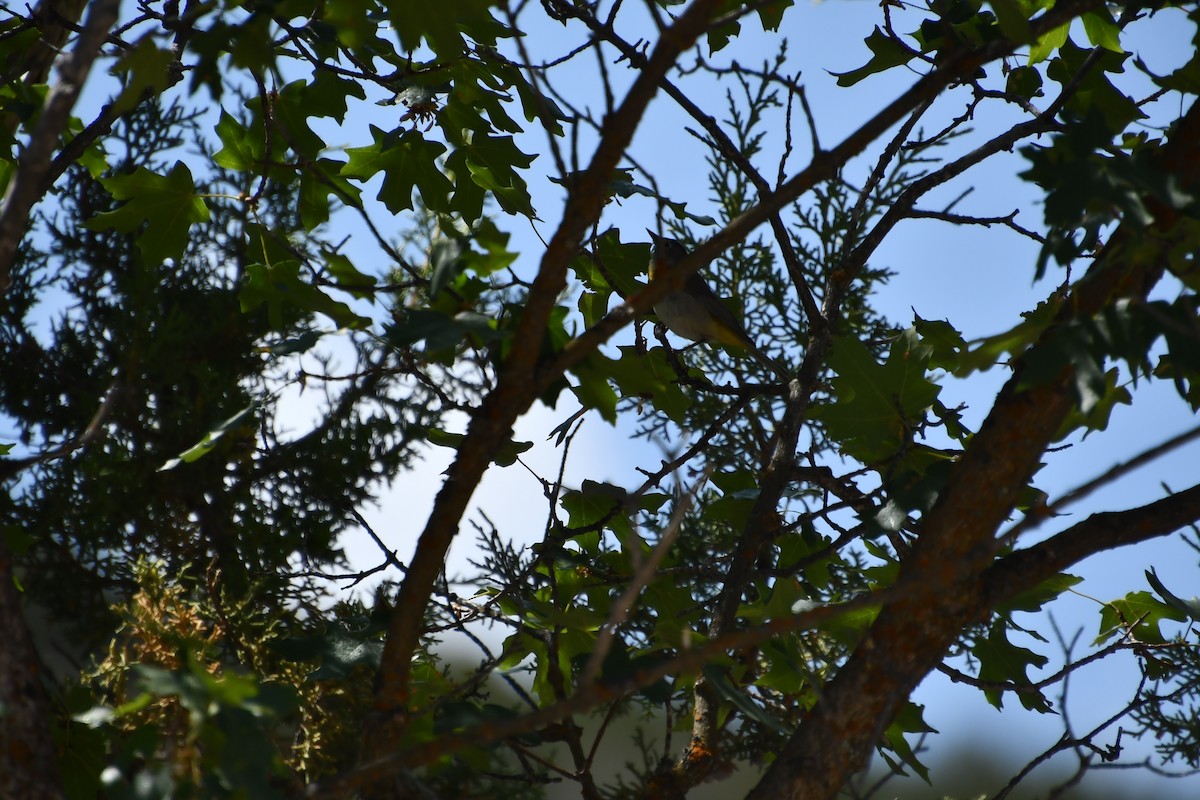 Virginia's Warbler - ML638256361