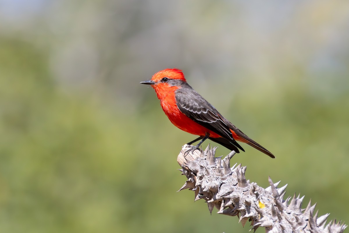 Vermilion Flycatcher - ML638256364