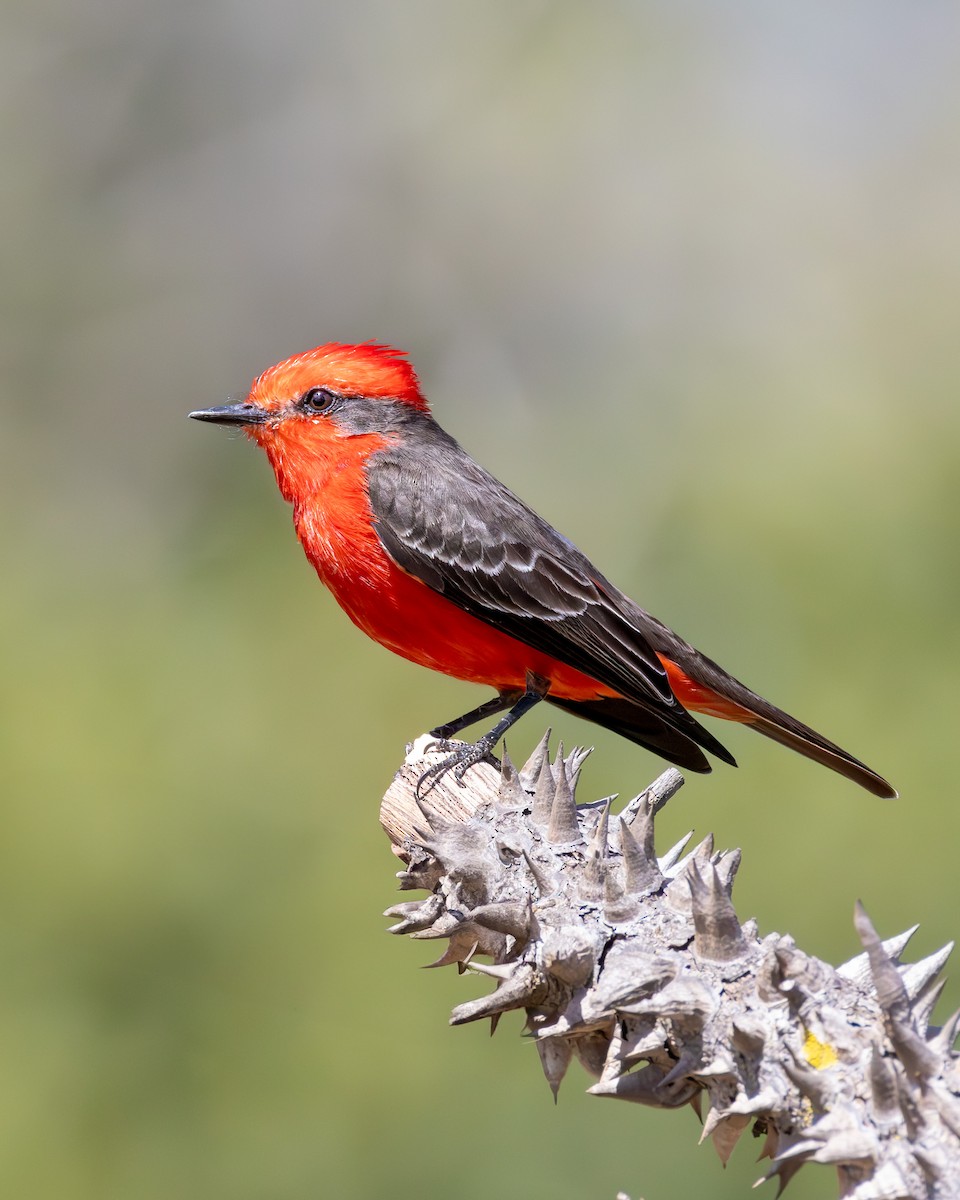 Vermilion Flycatcher - ML638256372