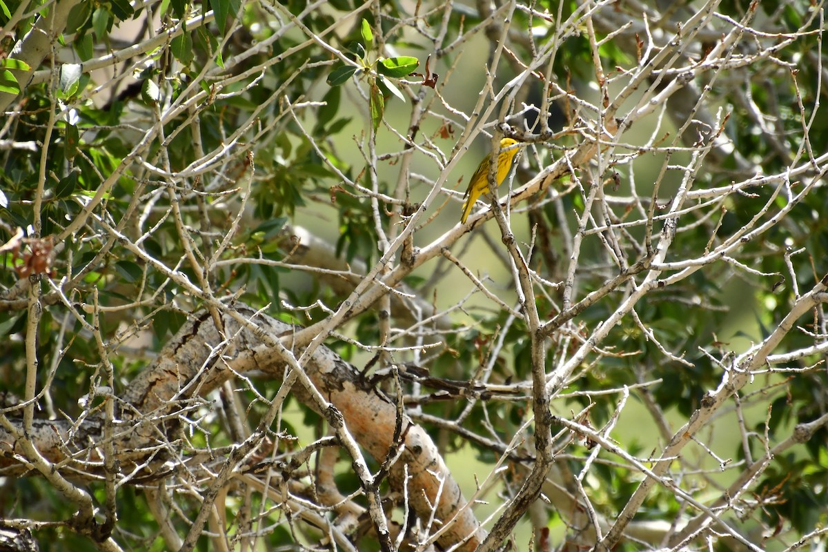 Northern Yellow Warbler - ML638256373