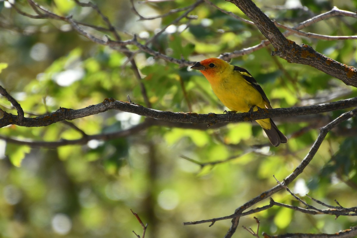 Western Tanager - ML638256376