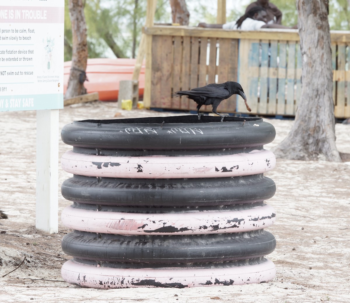 Cuban Crow - ML638256377