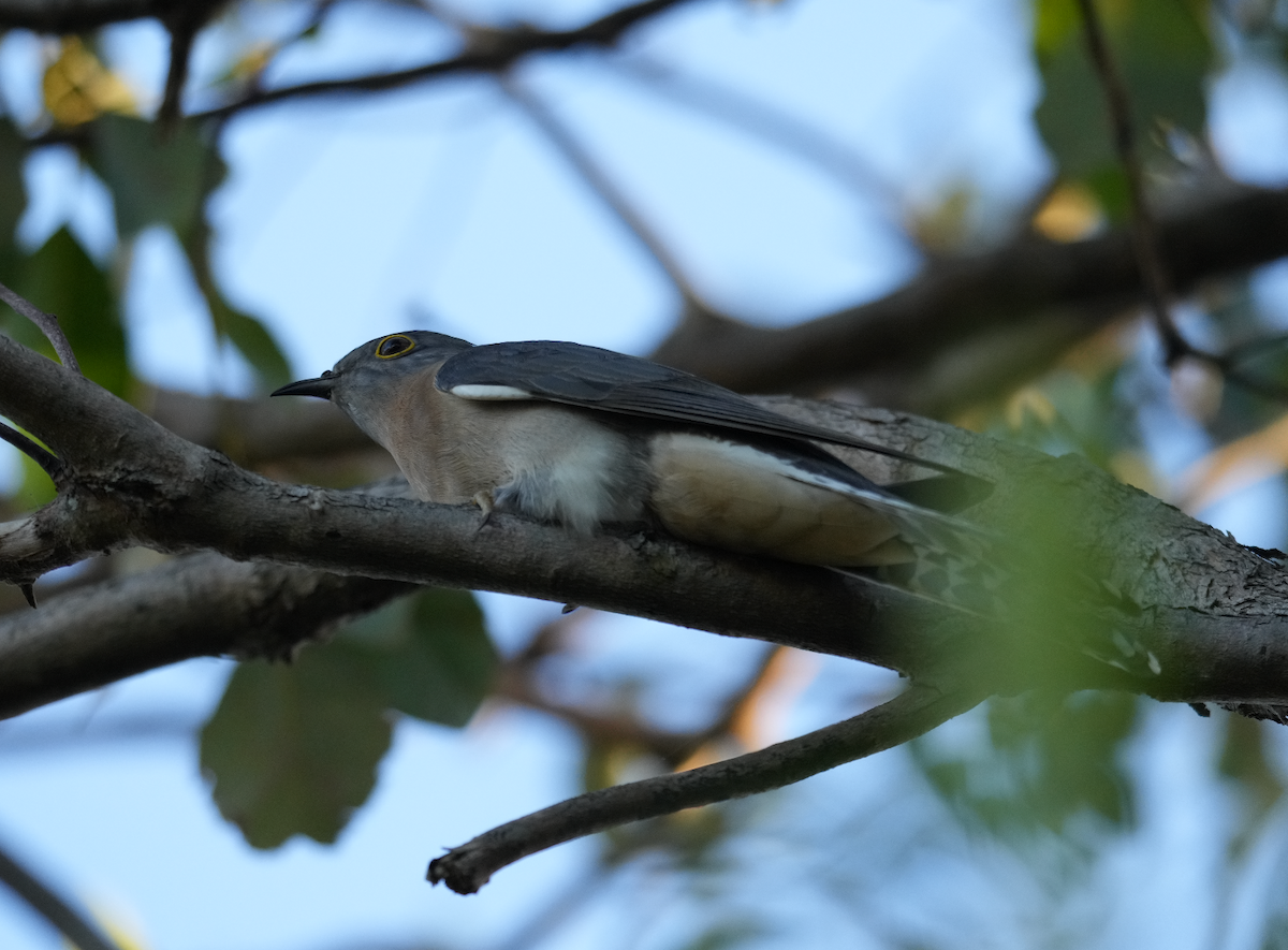Fan-tailed Cuckoo - ML638256382