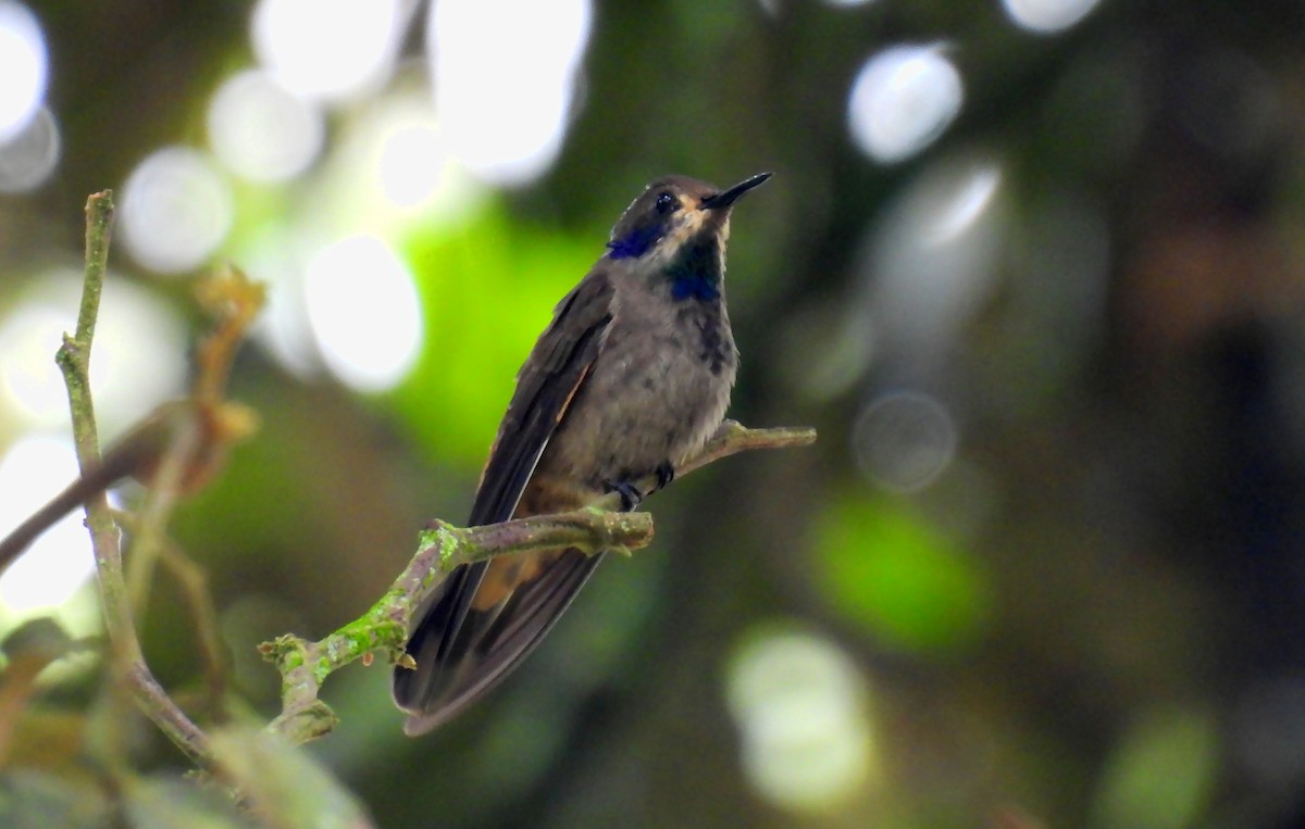Brown Violetear - ML638256397