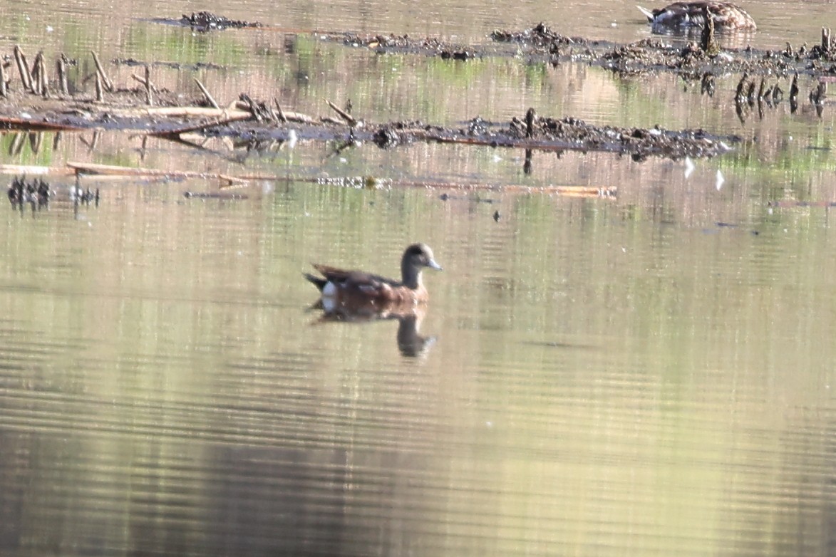 American Wigeon - ML638256400