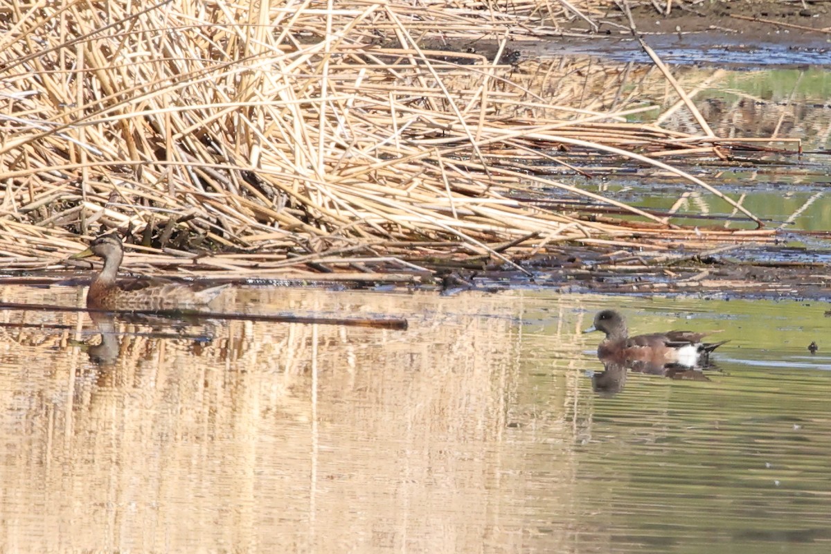 American Wigeon - ML638256401