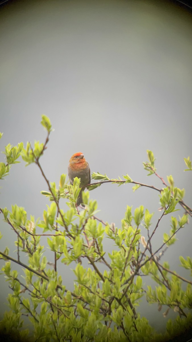 Crimson-browed Finch - ML638256402