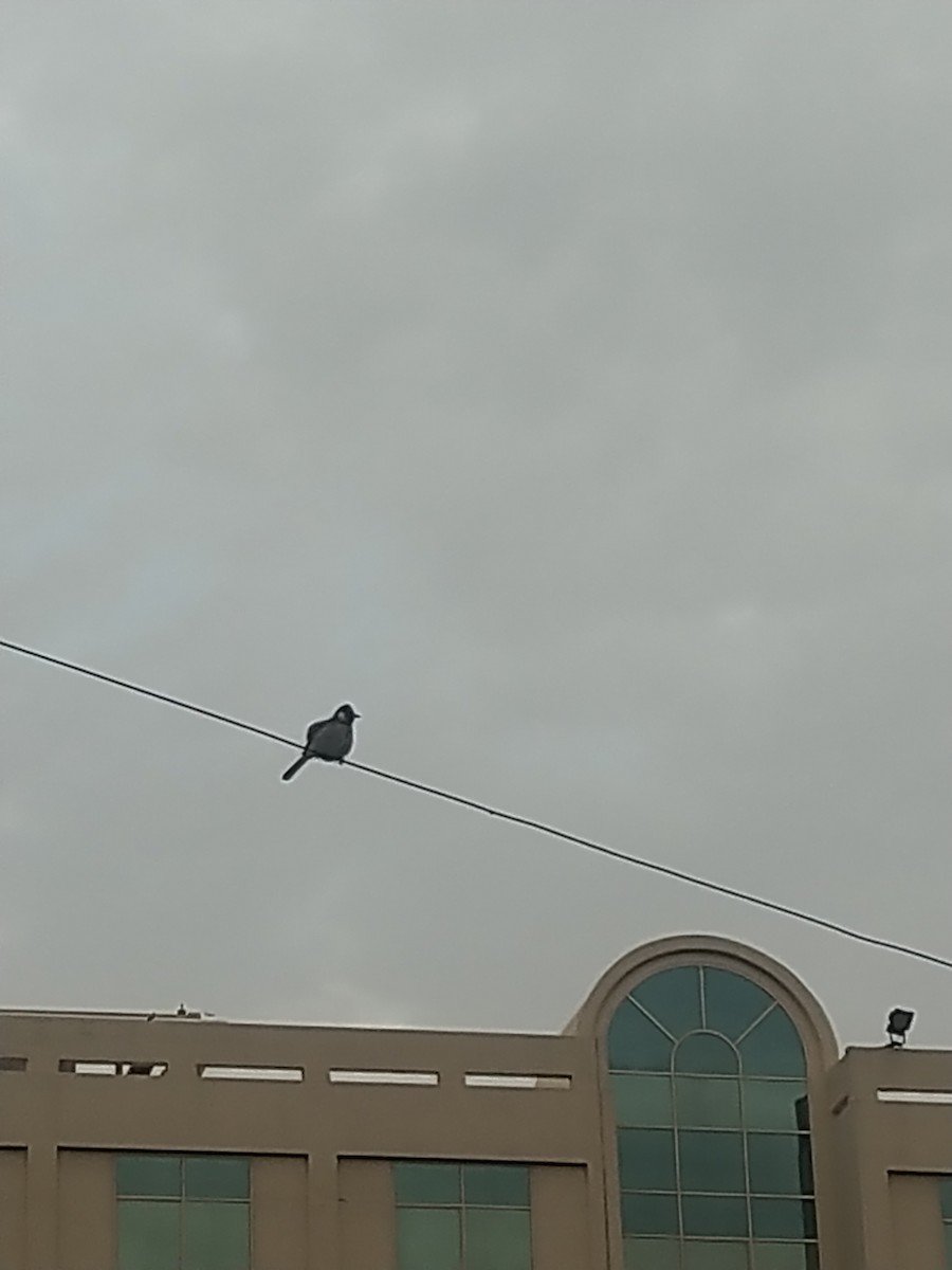 White-eared Bulbul - ML638256424
