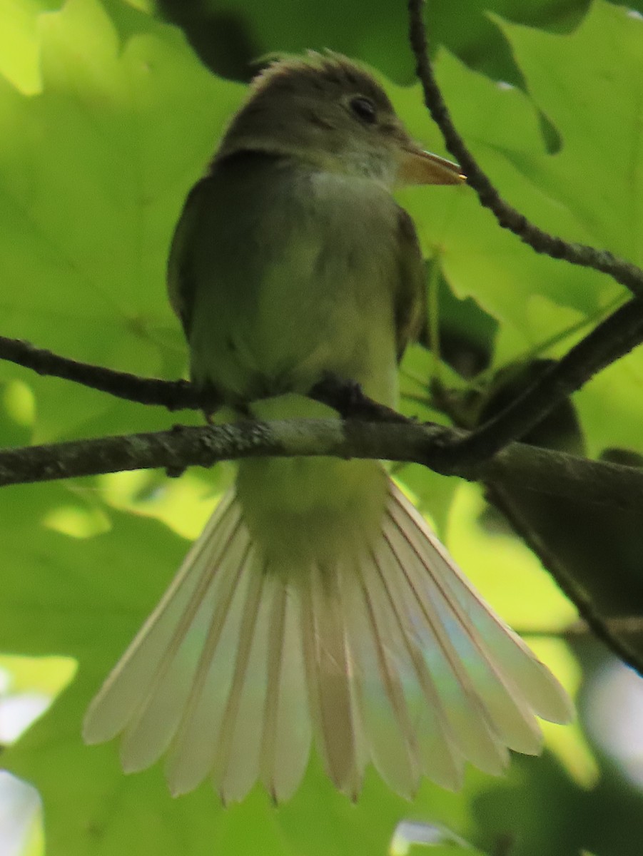 Acadian Flycatcher - ML638256437