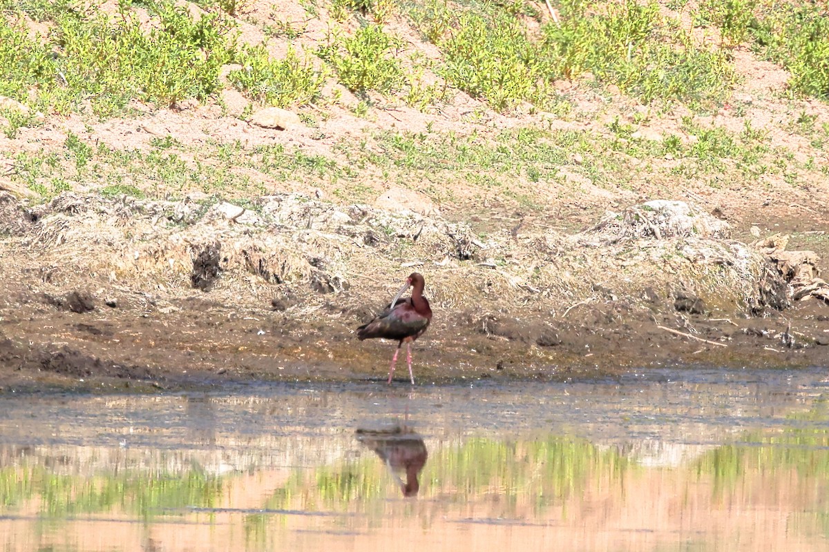 White-faced Ibis - ML638256449