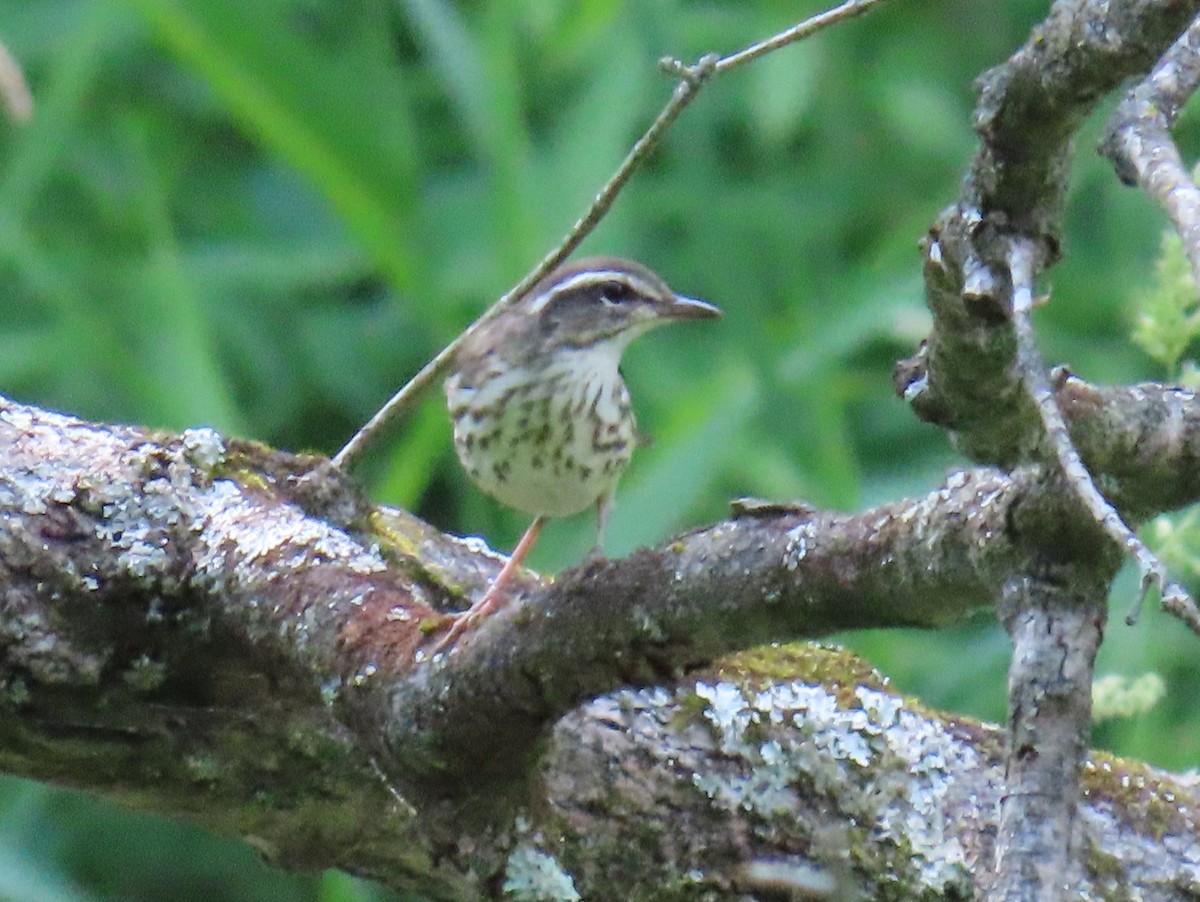 Louisiana Waterthrush - ML638256450