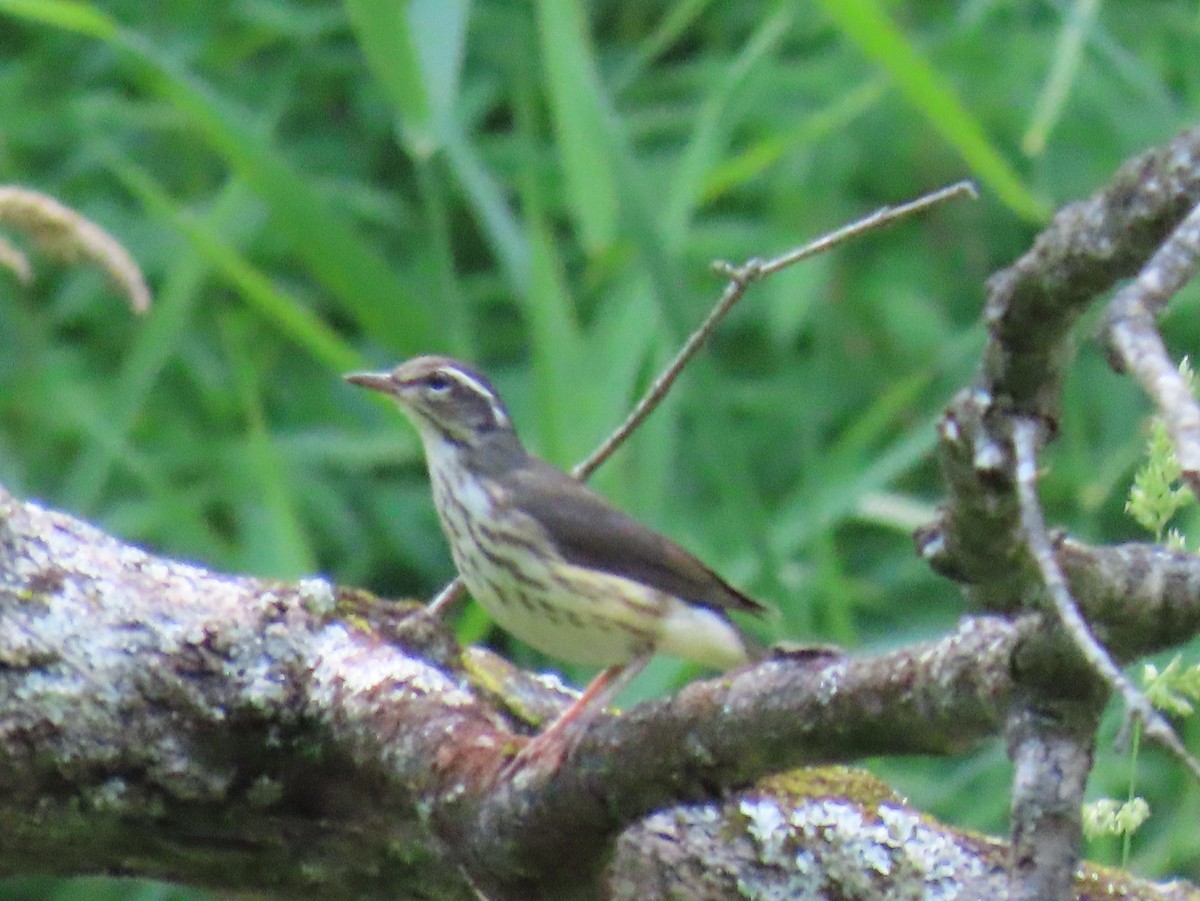 Louisiana Waterthrush - ML638256451