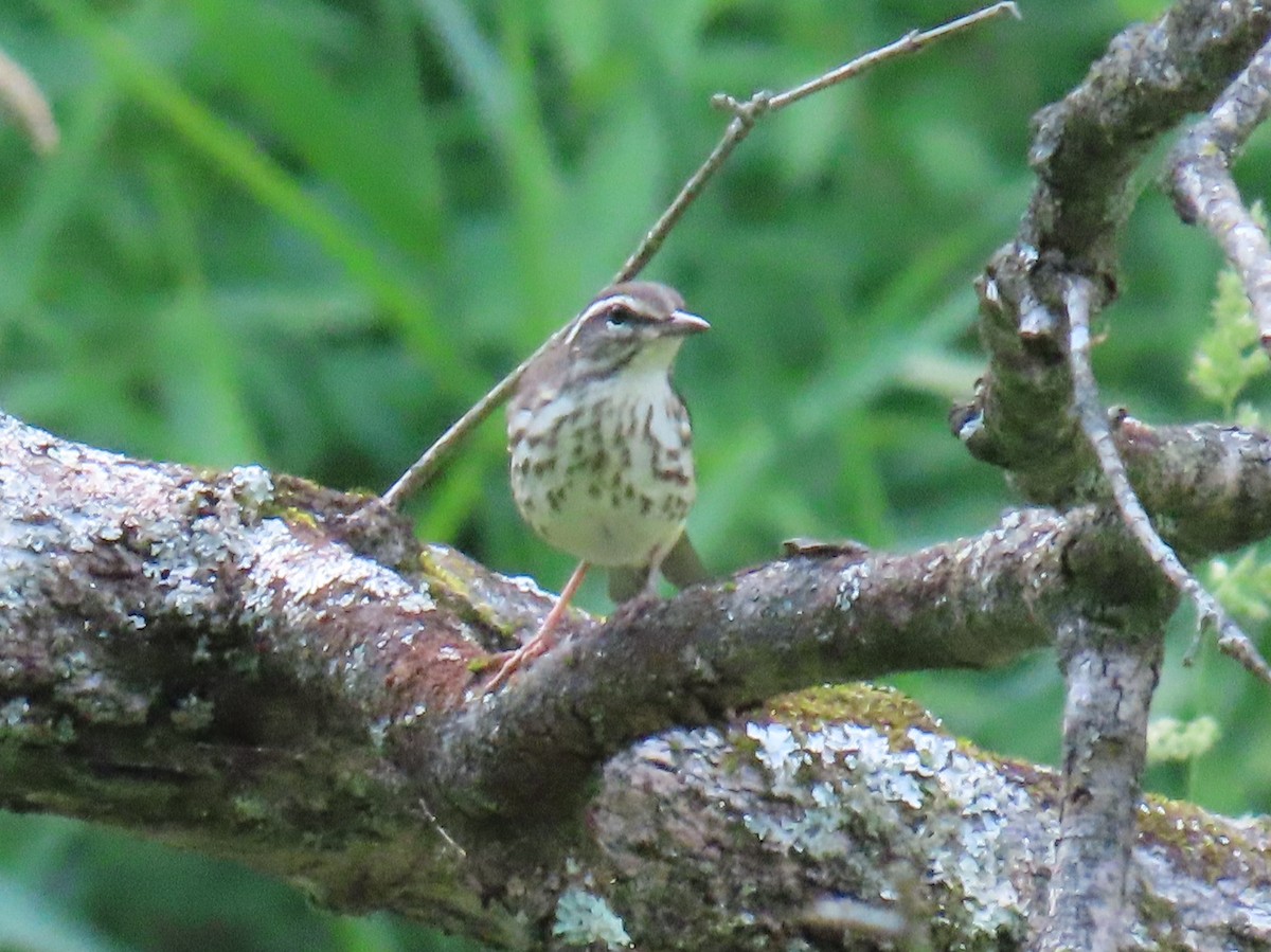 Louisiana Waterthrush - ML638256452