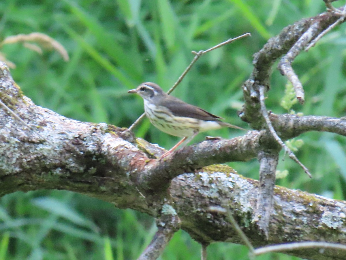 Louisiana Waterthrush - ML638256453