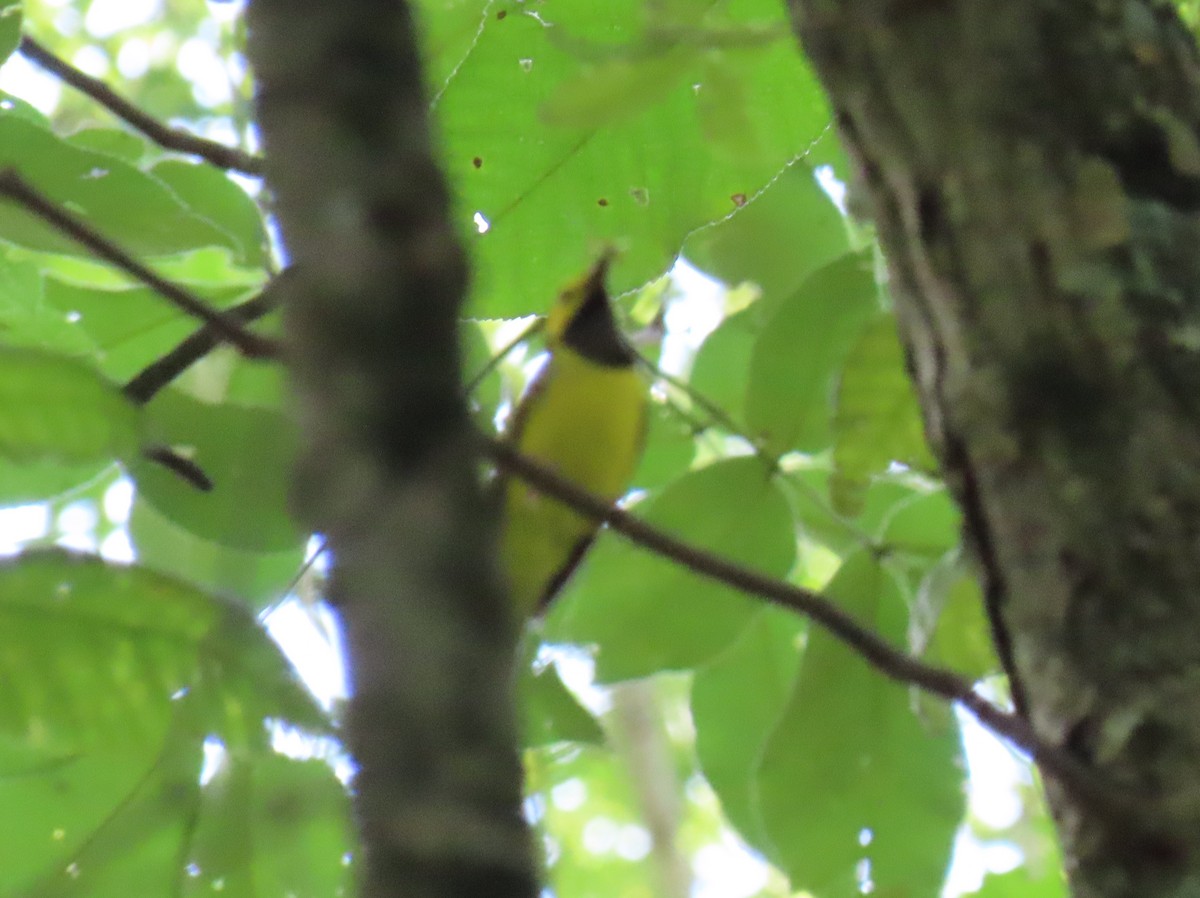 Hooded Warbler - ML638256464