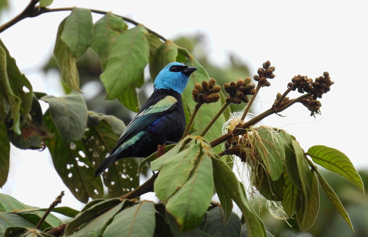Blue-necked Tanager - ML638256475