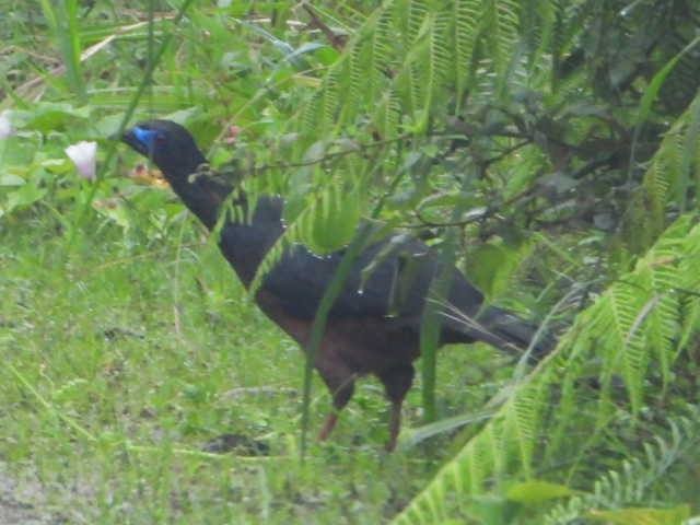 Sickle-winged Guan - ML638256477