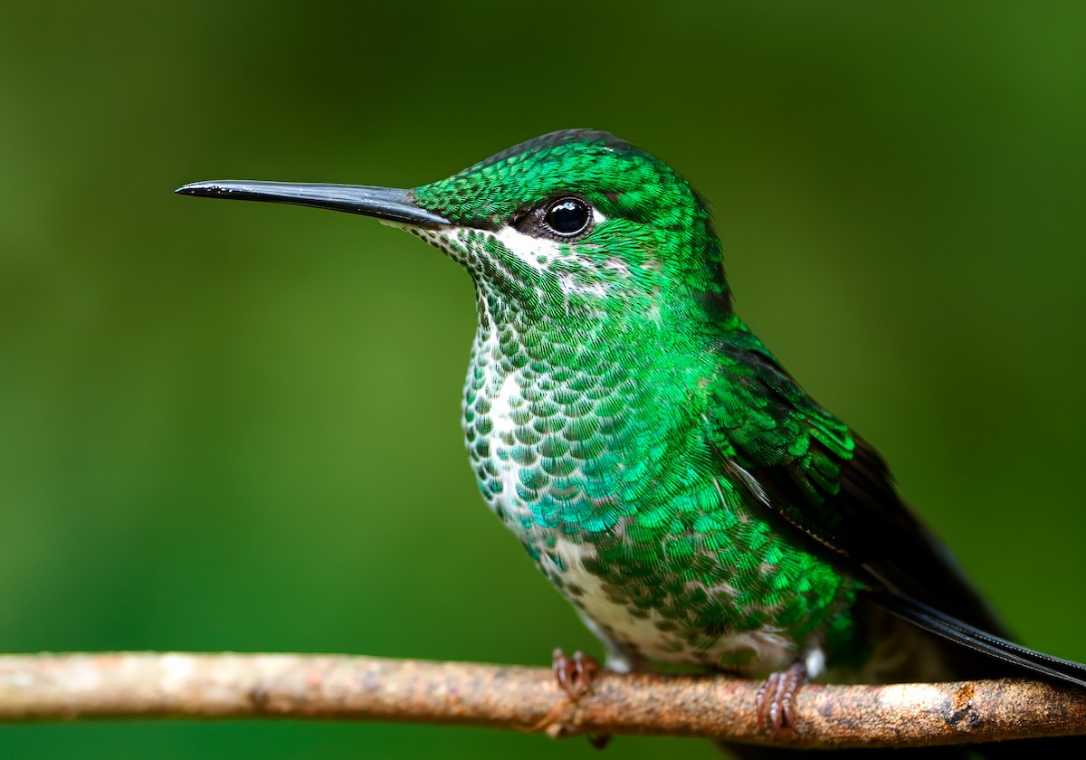 Green-crowned Brilliant - ML638256509