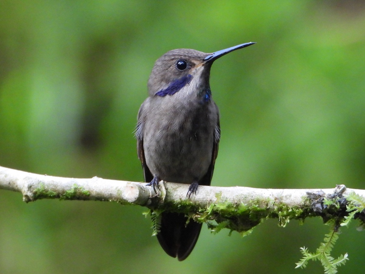 Brown Violetear - ML638256513