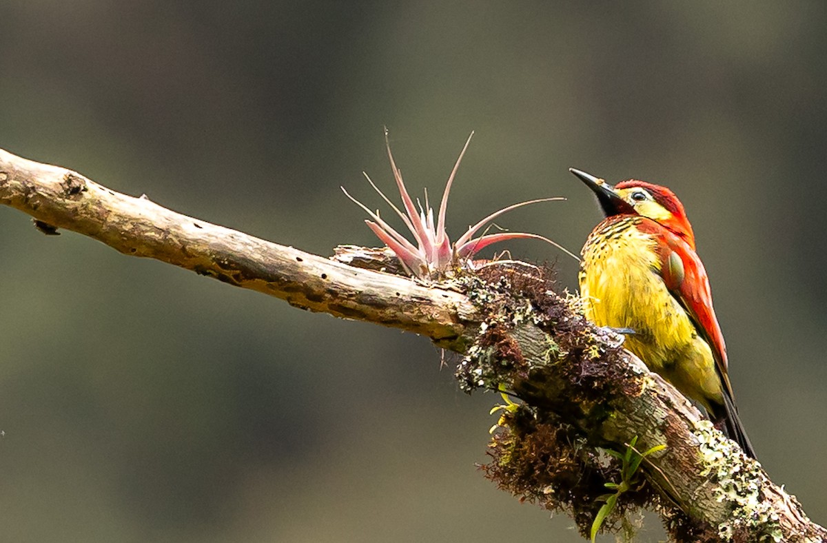 Crimson-mantled Woodpecker - ML638256516