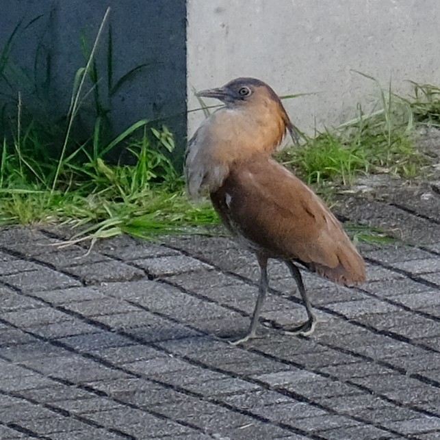 Malayan Night Heron - ML638256519