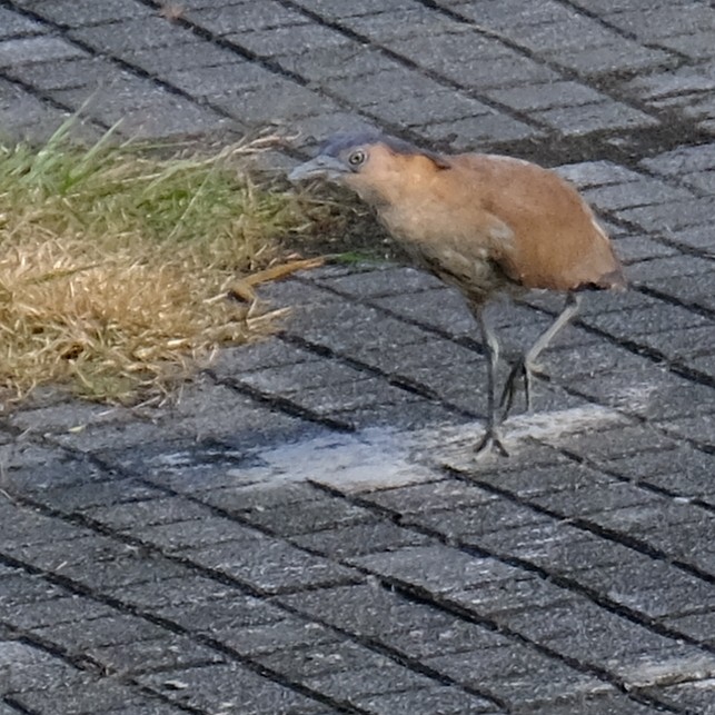 Malayan Night Heron - ML638256521