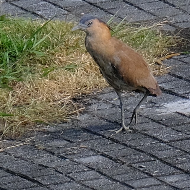 Malayan Night Heron - ML638256522