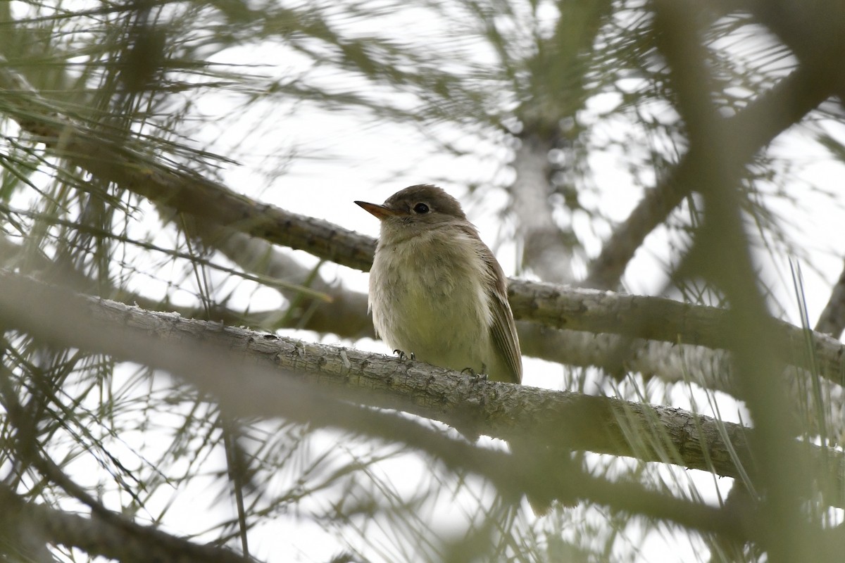 Gray Flycatcher - ML638256537